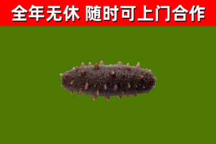 通川烟酒回收干海参.jpg